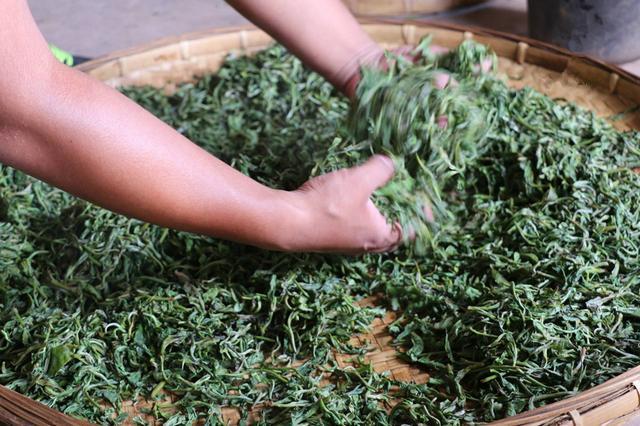 滇红茶的匠心之旅 探秘传统与现代交融的制作工艺
