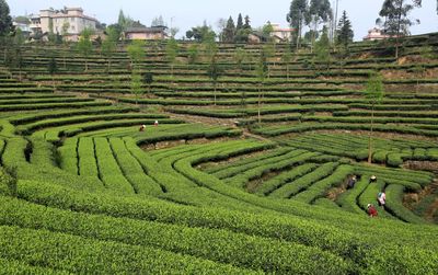 四川洪雅县 茶文旅融合激活绿色经济，昔日茶园变身魅力景区
