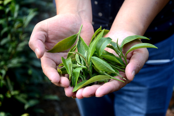 火门山上的茶叶梦 一位逐梦者的坚守与希望